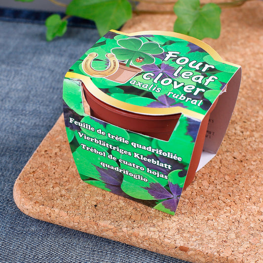 Glücksklee im Kunststoff-Topf zum Geburtstag